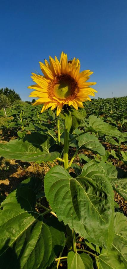 Agriturismo La Lenticchia Fratta Terme Εξωτερικό φωτογραφία