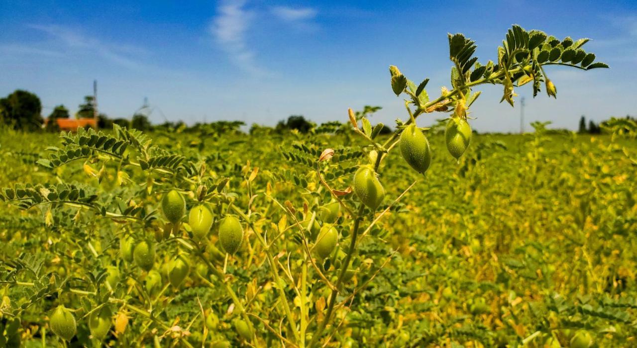 Agriturismo La Lenticchia Fratta Terme Εξωτερικό φωτογραφία